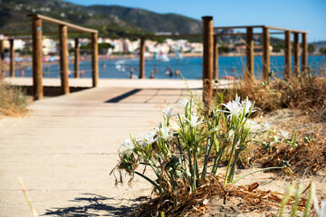 White lilies on the beach in Alcossebre, Castellón de la Plana, Spain