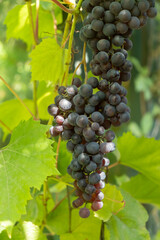 Ripe clusters of grapes hanging on a vine in a sunny vineyard during the harvest season