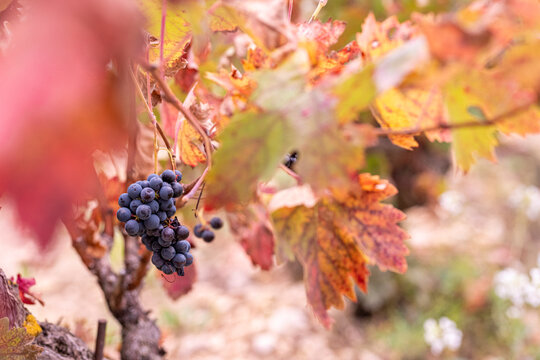 Detail of vine leaves and branches in Rioja vineyard estate during autumn harvest, showing golden and red colors of wine foliage under soft daylight in a calm and natural rural environment