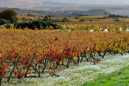 Macro view of vine branch and grape leaves in Rioja vineyard during autumn harvest showing detailed texture and warm tones of wine foliage illuminated by afternoon sunlight