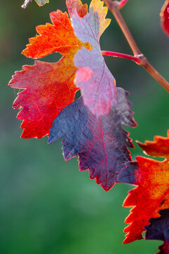 Closeup of autumn vine leaves in Rioja vineyard estate, showing detailed foliage texture and warm colors illuminated by soft sunlight across the wine landscape of the Spanish countryside