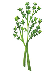 Fresh Thyme Hand Drawn Watercolor Vector Illustration. Isolated Elements on White Background