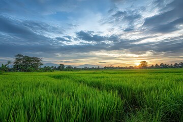 Lush Green Rice Field Under Golden Sunset in Rural Landscape with Dramatic Sky and Distant Trees, Serene Countryside View
