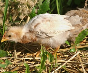 Young domestic chicken chick looking for food