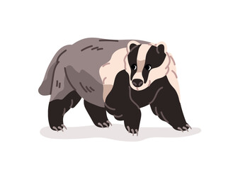 Cute wild badger is walking. Funny animal of eurasian forests. Happy character of Siberian woodlands. Little wildlife of taiga and tundra. Flat isolated vector illustration on white background