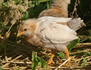 Young chick walking on straw in rural farm setting