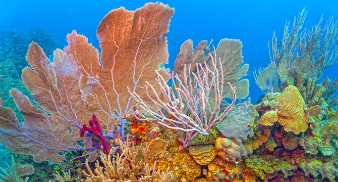 Caribbean coral garden off sland of Roatan