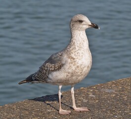 Young seagull standing on concrete wall overlooking water