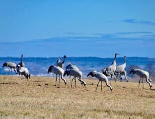 Fototapeta premium Cranes in the field