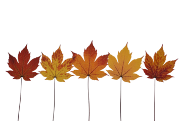 Warm autumn leaves in a row show seasonal color change and fall foliage beauty