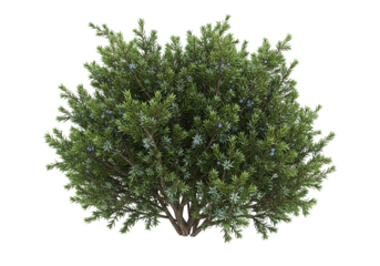 Evergreen shrub with blue berries juniper green foliage