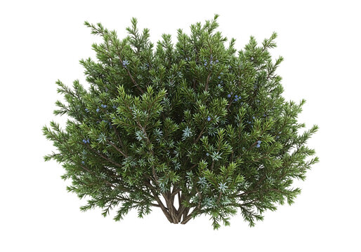 Evergreen shrub with blue berries juniper green foliage