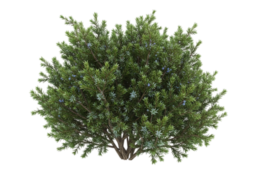 Evergreen shrub with blue berries juniper green foliage