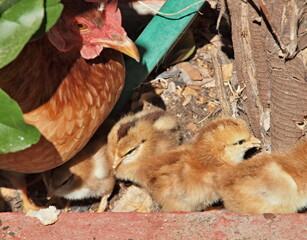 Hen protecting her baby chicks under green foliage