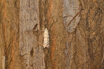Crimson Speckled Moth (Utetheisa pulchella). Its larvae feed on toxic Crotalaria plants, storing alkaloids that remain in the adult moth, making it poisonous and protected by bright warning colors.