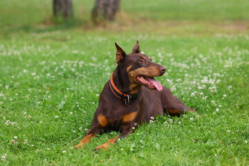 Purebred brown Doberman Pinscher with cropped ears and orange collar lying in green summer grass with tongue out, resting peacefully in nature on a warm sunny day, close-up outdoor pet portrait
