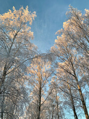 Snow covered birch trees, treetops, against blue sky. Photography taken in Sweden in winter.