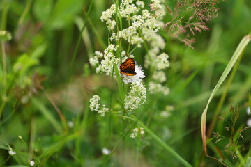 Small tortoiseshell butterfly (Aglais urticae) perched on white wildflowers in Czech summer meadow, vibrant orange wings with black edges, close-up nature scene in lush green countryside © Gabriela