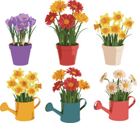 colorful flowers in pots isolated on white