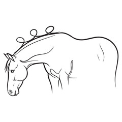 Fototapeta premium Horse head with bridle line art, elegant equine portrait for ranch and equestrian themes, monochrome vector