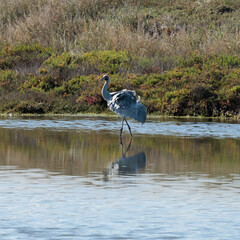 Australian Brolga with reflection in a river