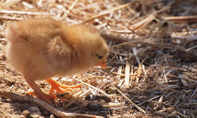 Chick exploring straw and dirt with sunlight