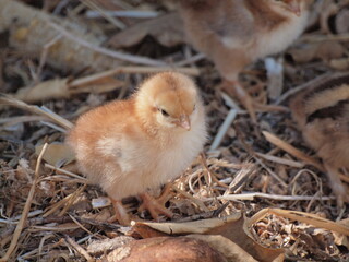 Fluffy baby chick standing on straw in farmyard