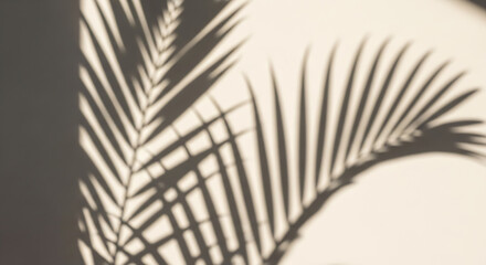 Summer Concept: Empty White Space with Palm Shadows