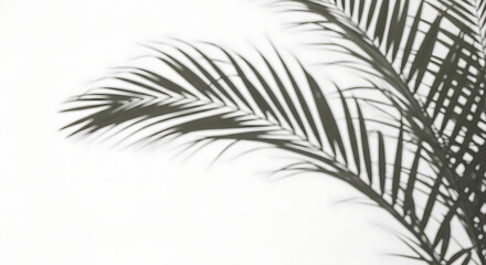 Empty White Room with Tropical Plant Shadow Overlay