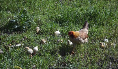 Hen leading small chicks through green grass