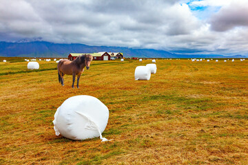 Icelandic horse graze in the field