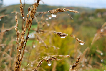 Close up of raindrops on Johnson Grass (Sorghum halepense)

