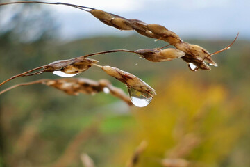 Close up of raindrops on Johnson Grass (Sorghum halepense)
