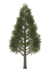 Obraz premium Tall evergreen tree with dense green foliage and textured bark conifer pine tree