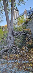 A tree with roots on a rock near the Palota Hotel in Lillaf&uuml;red, Hungary. Miskolc.