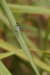 A green and black long legged fly is sitting on a leaf