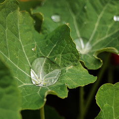A leaf with a drop of water on it