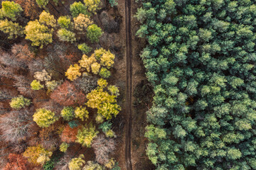 Aerial drone view of a colorful autumn forest. Panorama of trees during autumn. All the colors of autumn. Autumn season in Poland. Autumn orange color tree patterns
