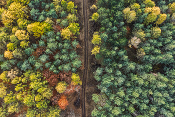 Aerial drone view of a colorful autumn forest. Panorama of trees during autumn. All the colors of autumn. Autumn season in Poland. Autumn orange color tree patterns