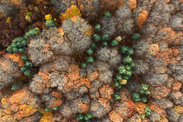 Aerial drone view of a colorful autumn forest. Panorama of trees during autumn. All the colors of autumn. Autumn season in Poland. Autumn orange color tree patterns