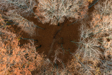 Aerial drone view of a colorful autumn forest. Panorama of trees during autumn. All the colors of autumn. Autumn season in Poland. Autumn orange color tree patterns