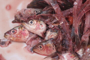 A close-up of fish heads and remains, remains of several small fish including heads and bones