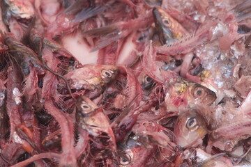 A close-up of fish heads and remains, remains of several small fish including heads and bones