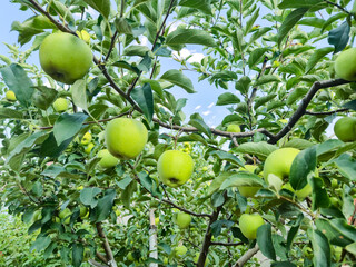 Ripe green apples on a tree in a garden. Apple tree