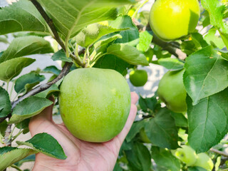 A hand gently picks a ripe green apple straight from the orchard branch