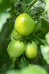 Fresh green tomatoes plant with fruits