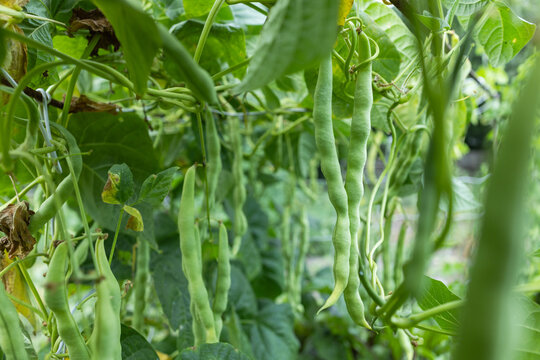 Growing green beans on a bush in the middle of a beautiful garden during the sunny summer