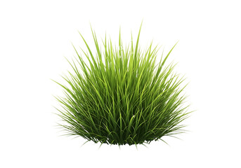 Lush green grass clump blades fresh