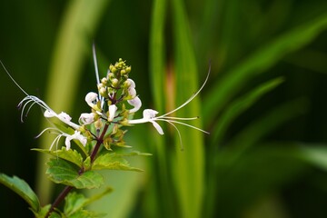 Delicate Cats Whiskers Plant in Lush Greenery.