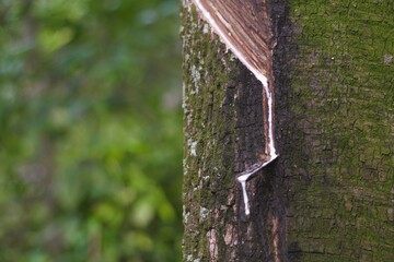Rubber tree sap dripping down the bark in a forest.